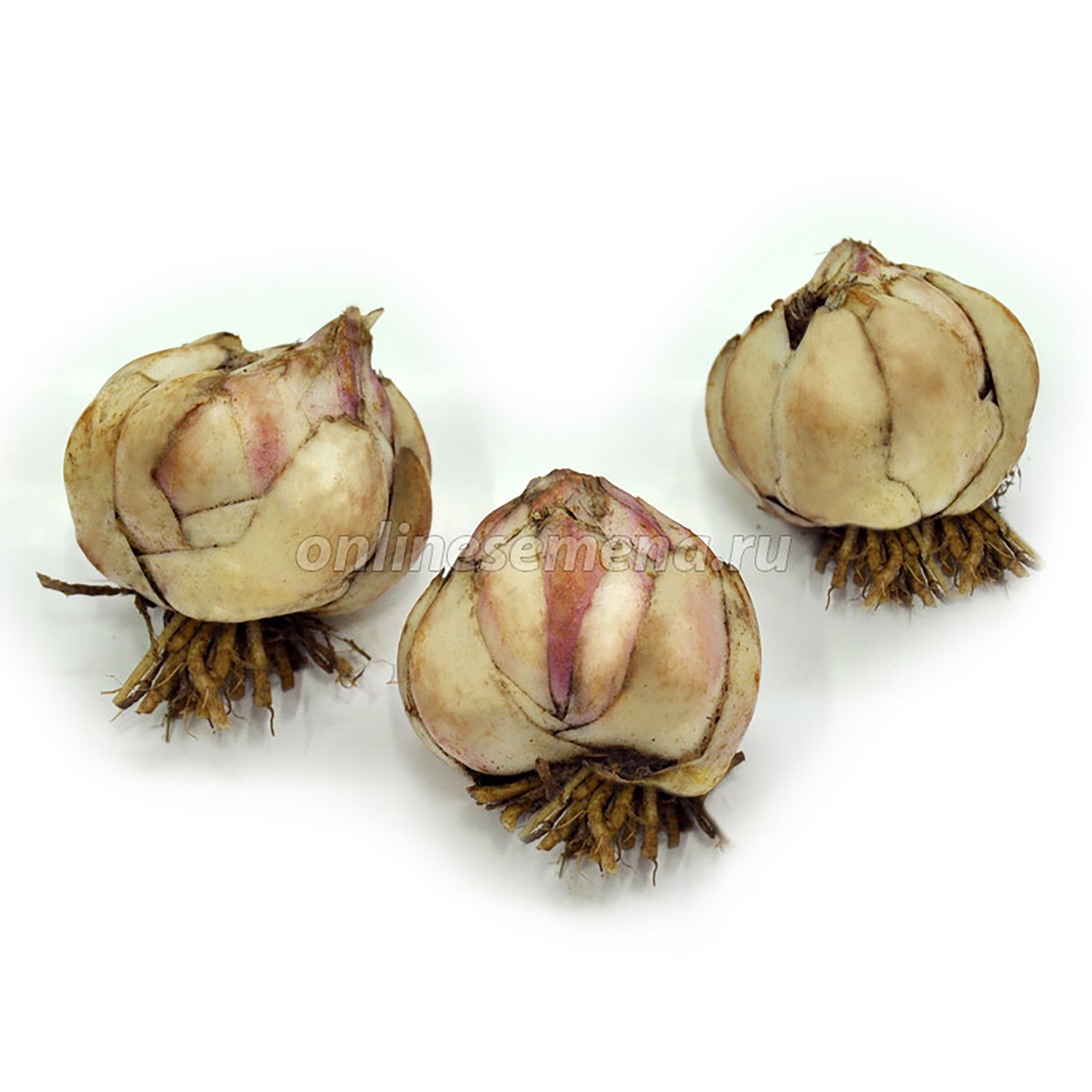 Лилия Восточная Мазерс Чойс 14-16/2шт