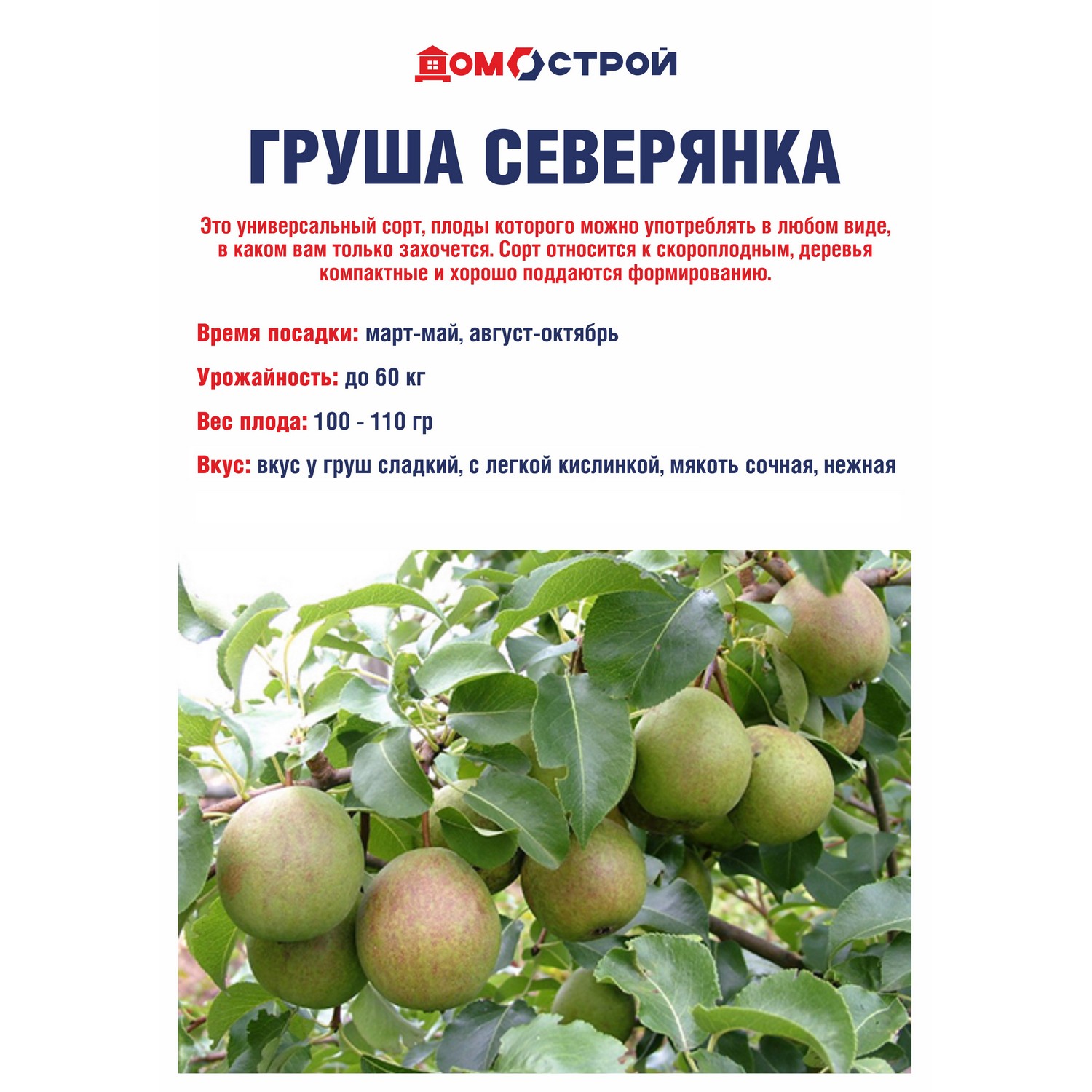 Саженец груша Росток «Северянка», 2 года, 90-120 см