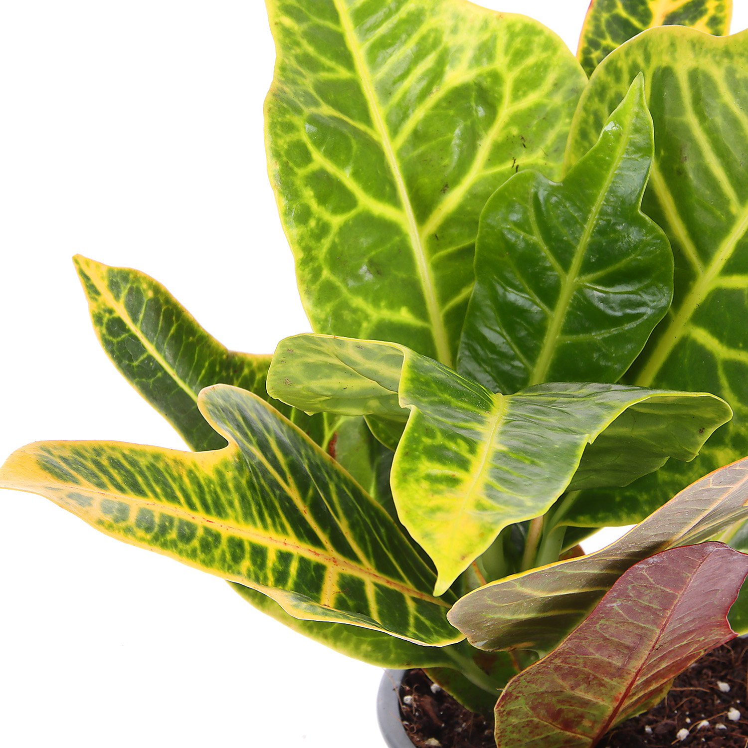 Кодиеум Микс D9 H15-20 *1/12