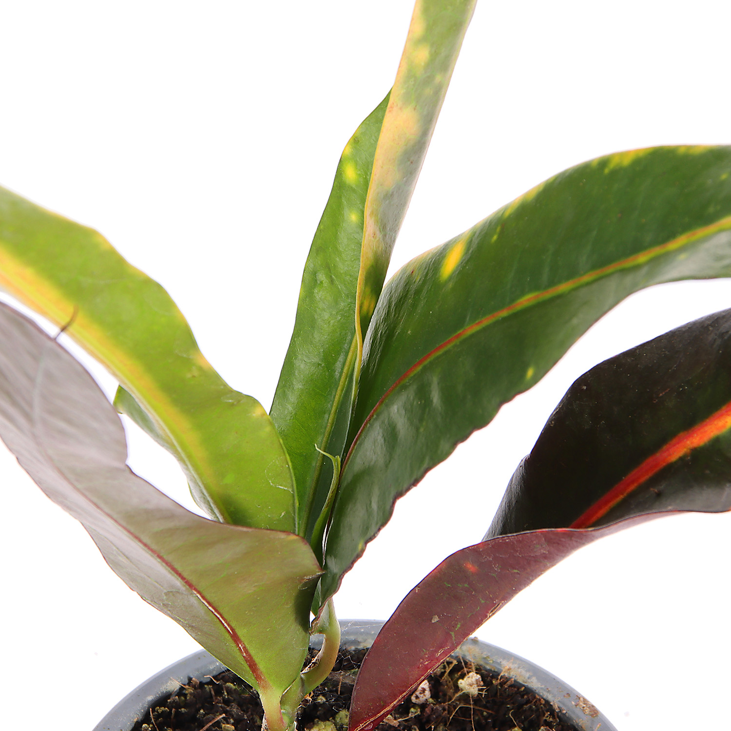 Кодиеум Микс D9 H15-20 *1/12