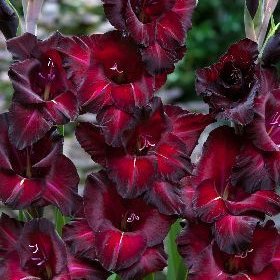 Гладиолус Блэк Джек 5шт 12/14/Gladiolus Black Jack