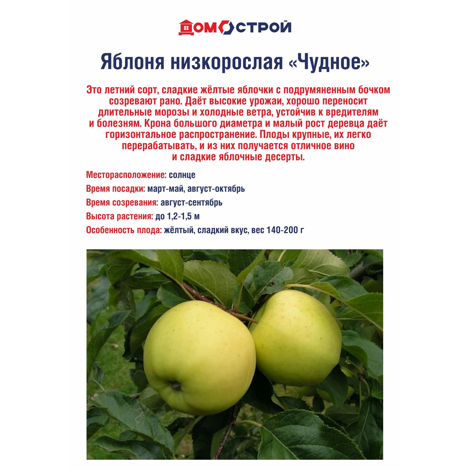 Яблоня низкорослая Чудное