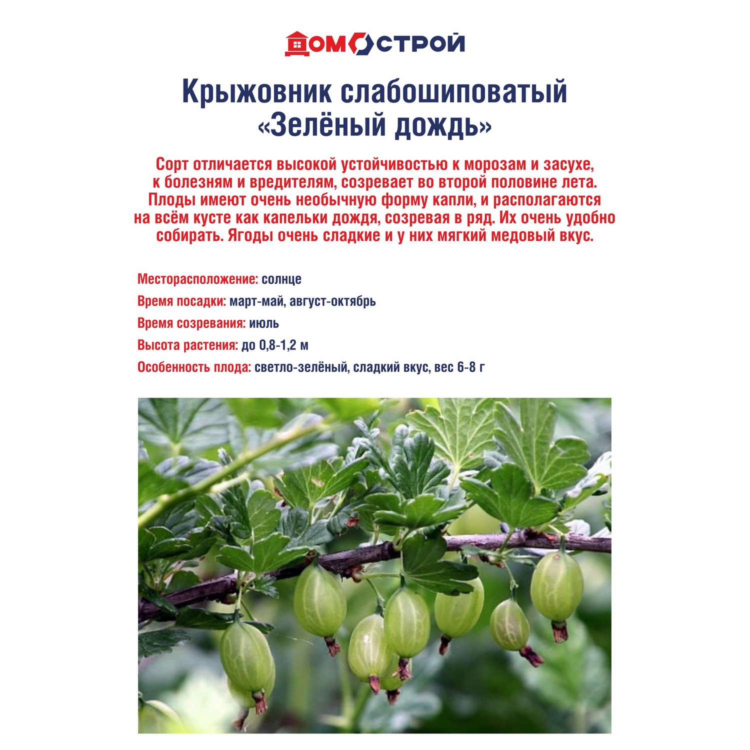 Крыжовник слабошиповатый Зеленый дождь