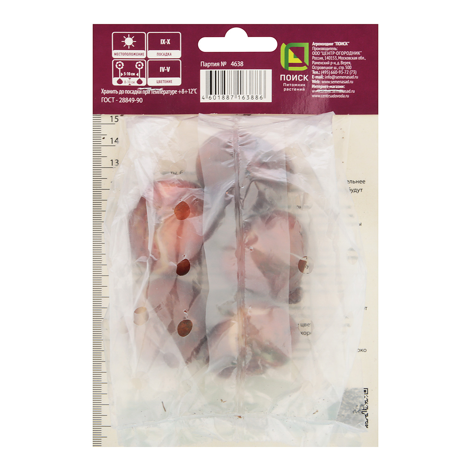 Тюльпан Дарвинов гибрид Фостери Кинг 12+/5шт