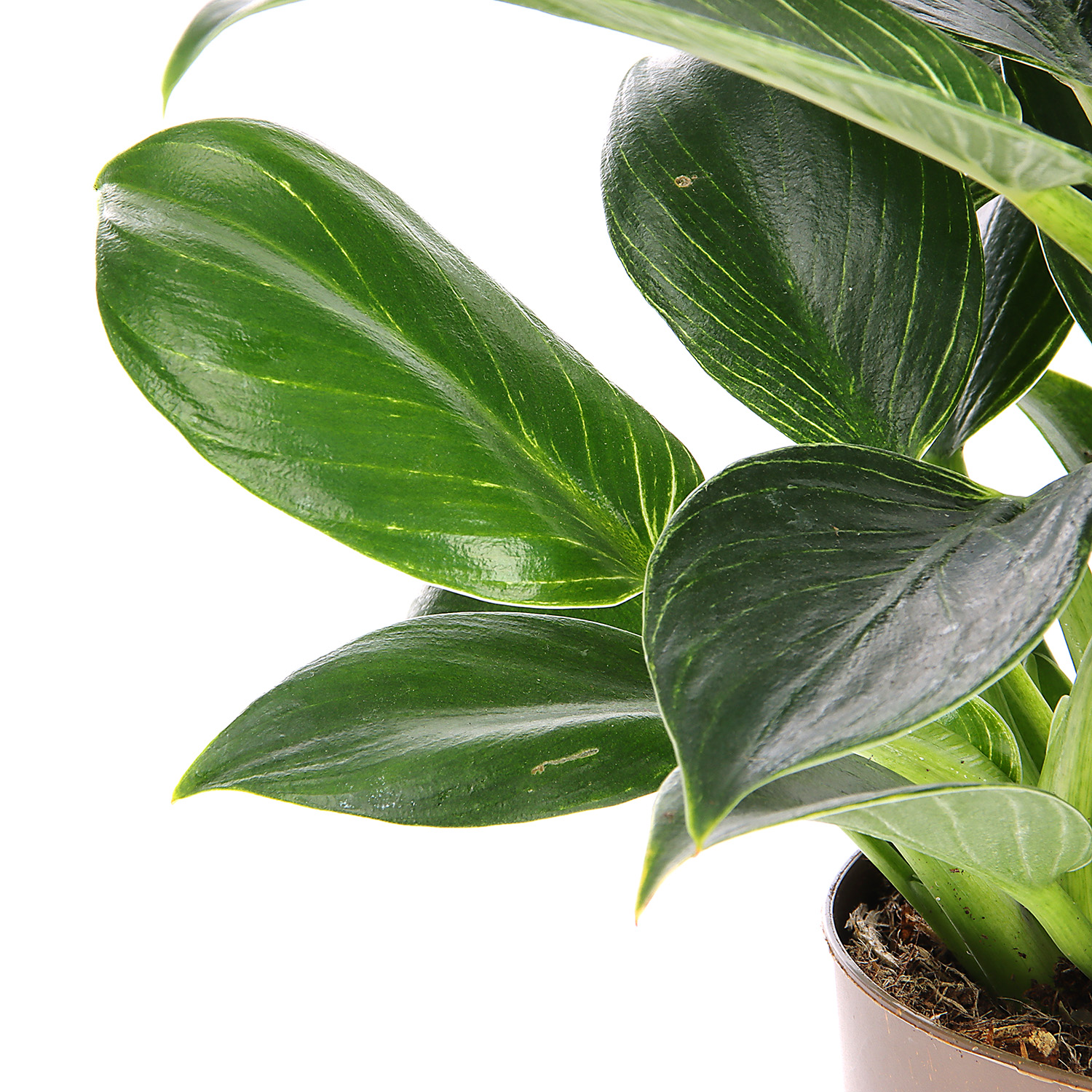 Филодендрон Биркин D11 H25*1/8