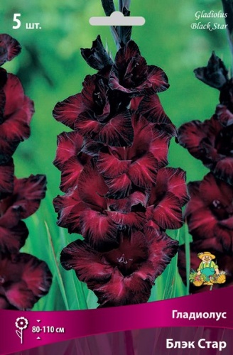 Гладиолус Блэк Стар 12-14К 5шт Гладиолус Блэк Стар 12-14К 5шт