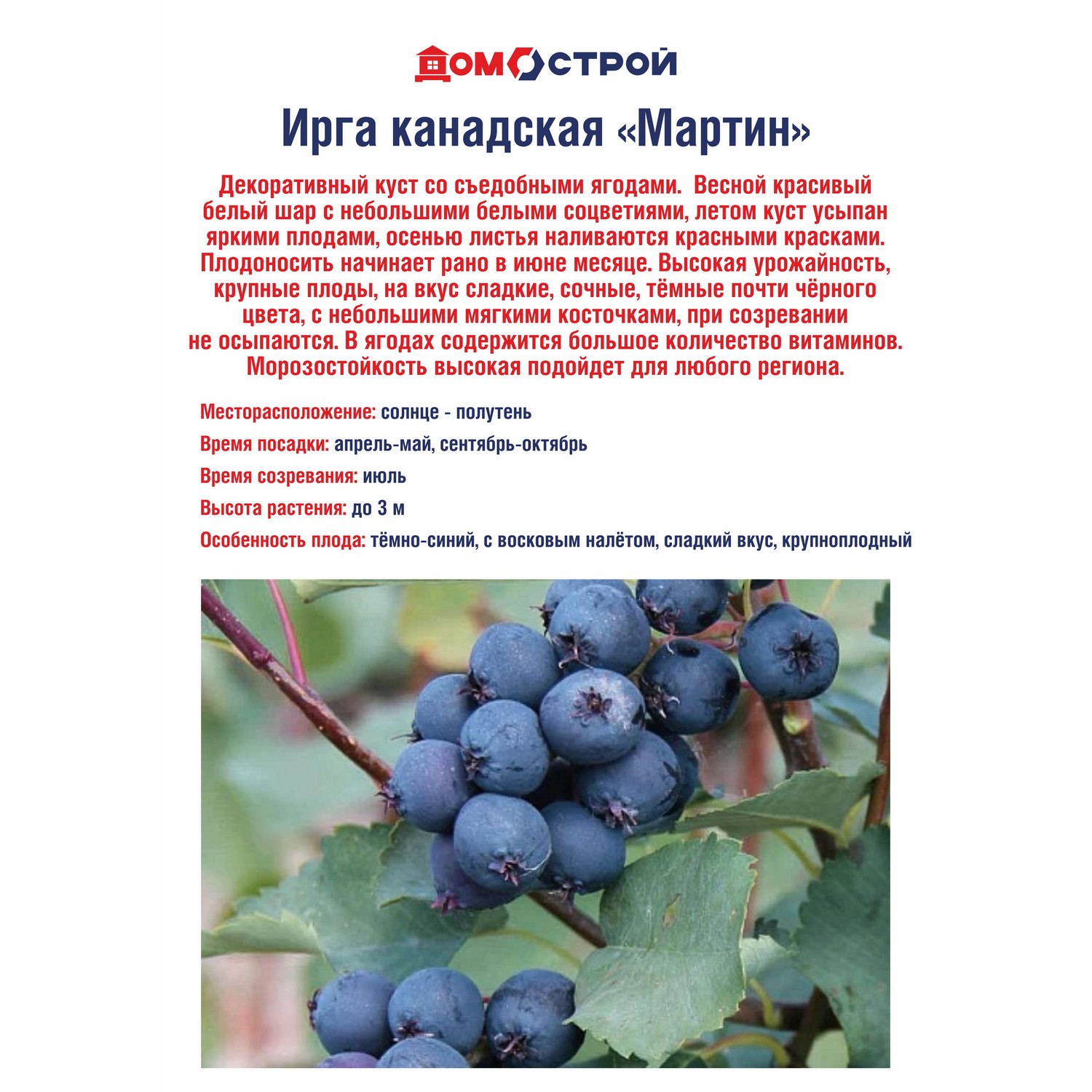 Ирга канадская Мартин