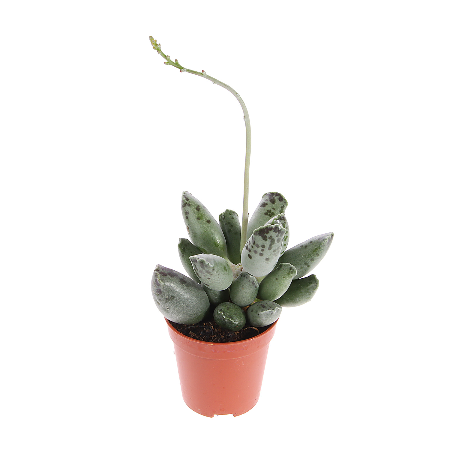 Суккулент микс ХХL D7 Н10 *1/20