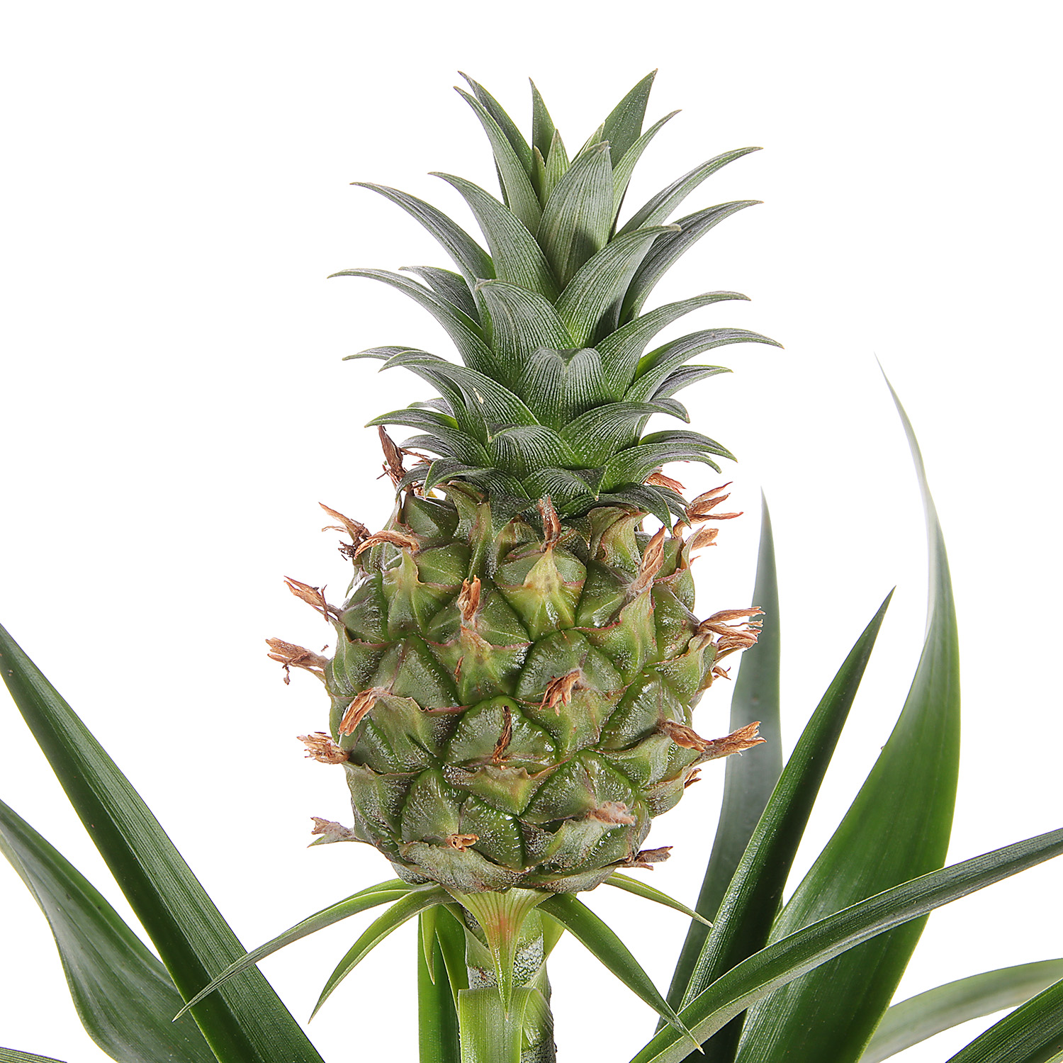 Ананас Амиго D12 H39 *1/10