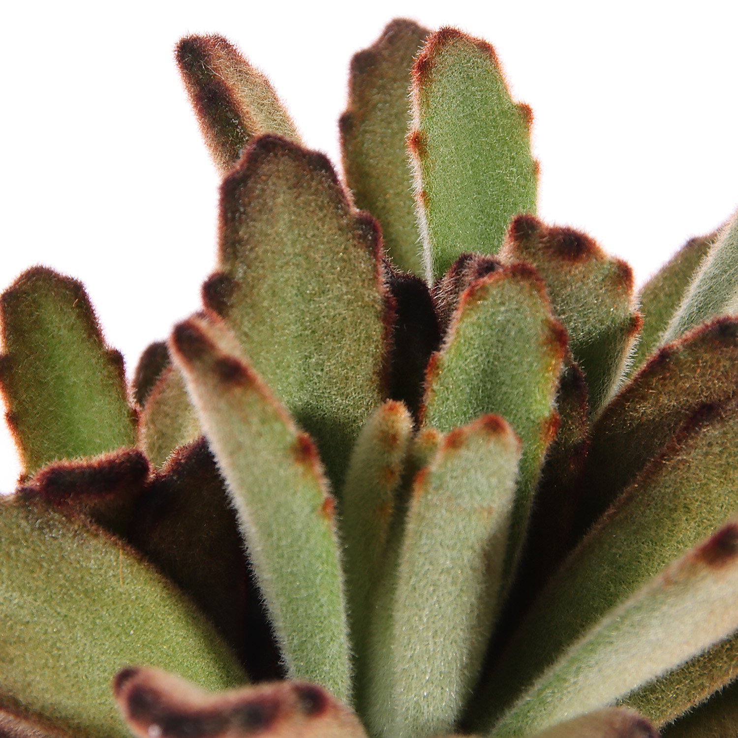 Суккулент микс ХХL D7 Н10 *1/20