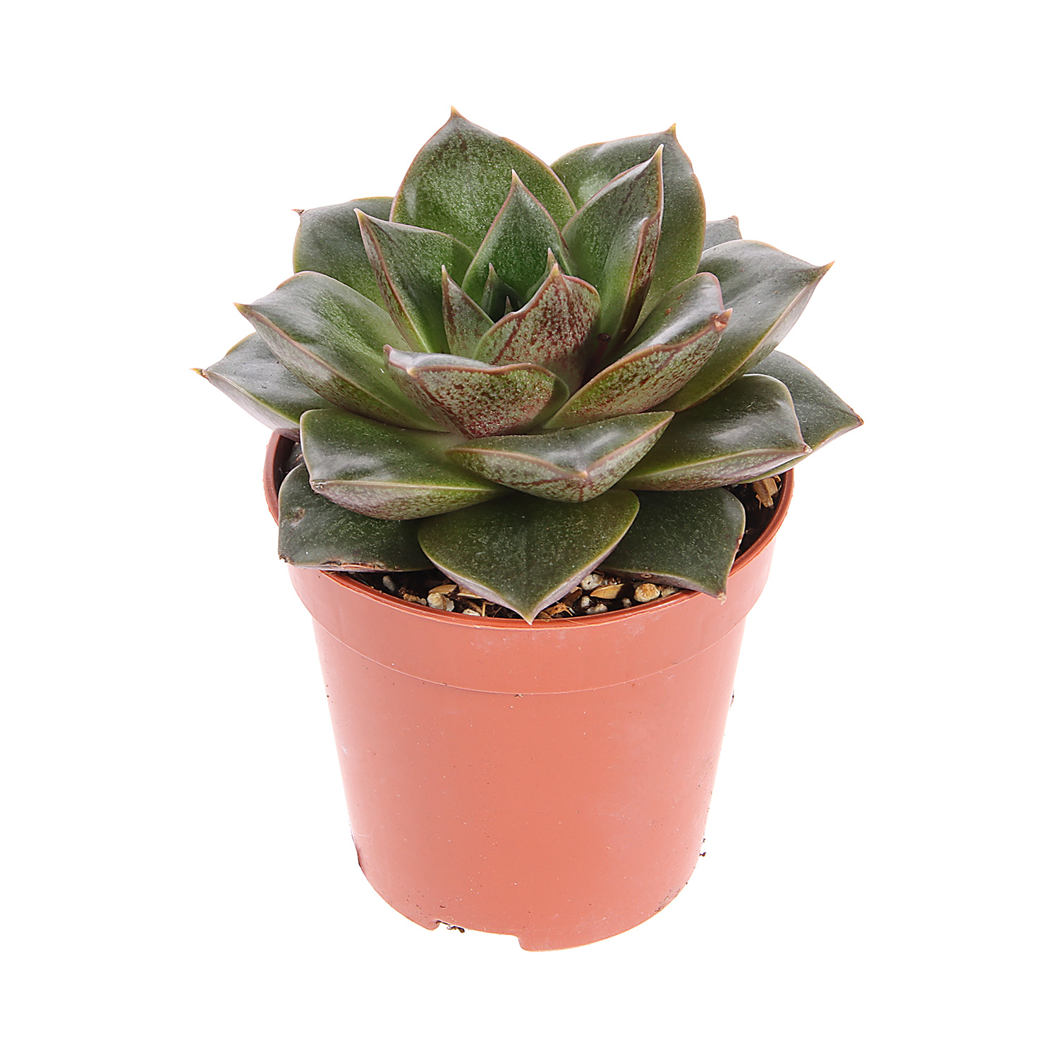 Суккулент микс ХХL D7 Н10 *1/20