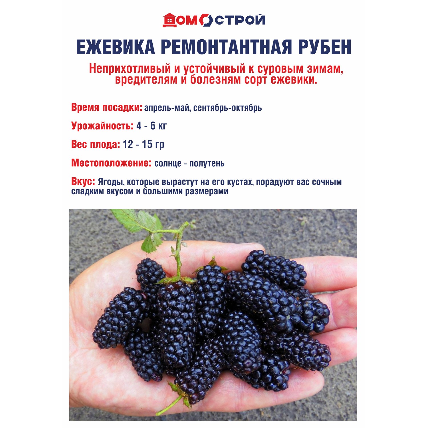 Ежевика ремонтантная Рубен