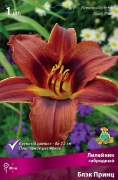 Лилейник гибридный Блэк ПринцК