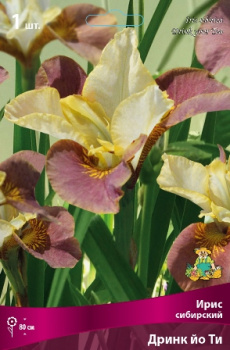 Ирис сибирский Дринк йо ТиК