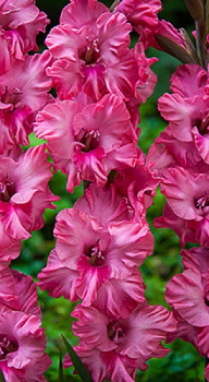 Гладиолус Кингстон 5шт 12/14/Gladiolus Kingston