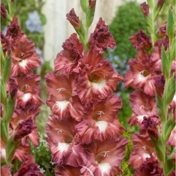 Гладиолус Босса Нова 5шт 12/14/Gladiolus Bossa Nova