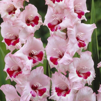 Гладиолус Клеменс 5шт 12/14/Gladiolus Clemence (для Патио)