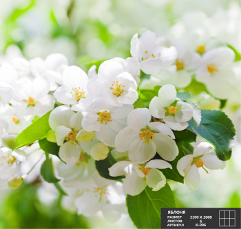 Фотообои Симфония К-096 "Яблоня" 2,1*2,0 м (6 л.) *1(Туба с клеем)