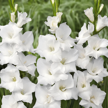 Гладиолус Тибет 12-14/К 5шт