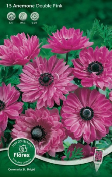 Анемона махровая ПинкК 10шт