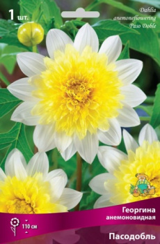 Георгина анемоновидная Пасодобль IК
