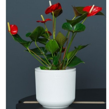 Кашпо пластм. "Росси" 1,9л d верха 145мм h130мм со вставкой Белый AMR-1,9-01("VipSet") *1/10