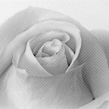 Декор Камелия черная 01  250*400 Шахтинская плитка *1/13