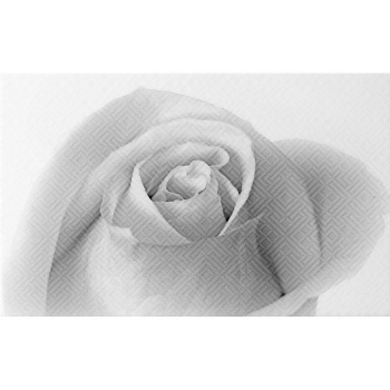 Декор Камелия черная 01  250*400 Шахтинская плитка *1/13