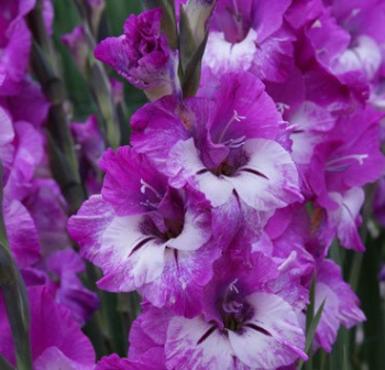Гладиолус Андрюс 5шт 12/14/Gladiolus Andrews