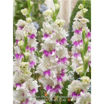 Гладиолус Киров 5шт 12/14/Gladiolus Kirov