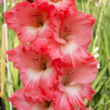 Гладиолус Каптива 5шт 12/14/Gladiolus Captiva