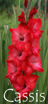 Гладиолус Кассис 5шт 12/14/Gladiolus Cassis